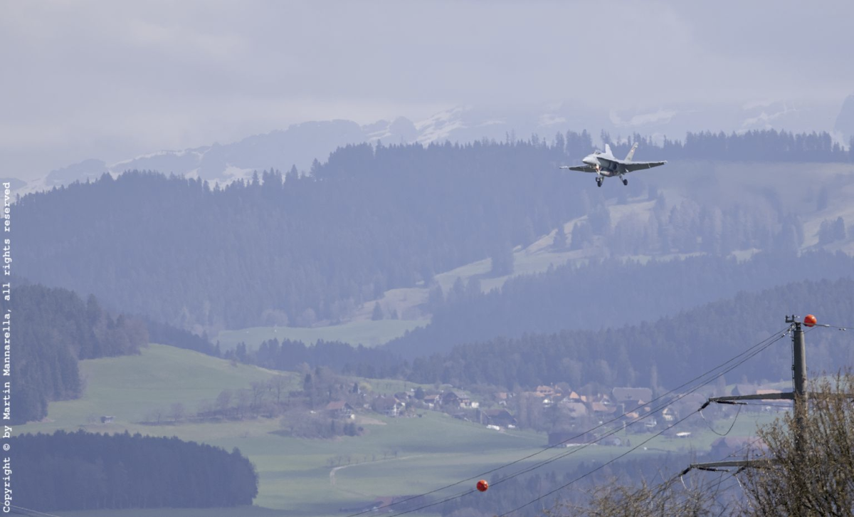 Hornissen in Bern